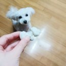 펫시터(반려견) 자격증 과정 | 펫시터 강아지산책알바 진행 과정 정산 후기