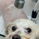 그루메이트 Groomate 이미지