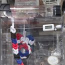 브리더하우스 | “피그미다람쥐 하우스 끝판왕! 또미네 럭셔리 풀세트 실사용 후기”