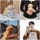 주식회사 퍼피댕 강아지분양 고양이입양 안심분양소 대전본점 | 강아지 분양 전 살피는 주거환경과 건강 체크리스트