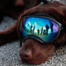 DOG IN US 이미지