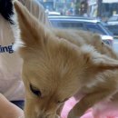 멍블리 수제간식 이미지