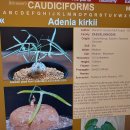 아프리카 원산지구 Adenia kirkii (아데니아 키르키,9.5cm) 이미지