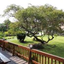 팽나무 펜션 이미지