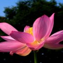 들꽃산장 이미지