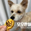 모모한 하루 이미지