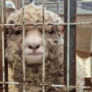 송산목장 이미지