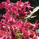 아마란스 이미지