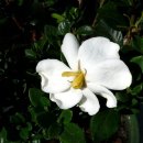 0113 치자나무 Common gardenia 이미지