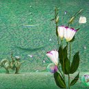 순환의바람으로부터 Daum카페