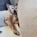 깔끔하개 이미지