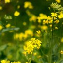 꽃이있는풍경 이미지