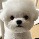 도그지음 이미지