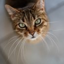고양이 수염 이미지