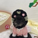 킨더퍼피 이미지