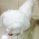 정 동물병원 이미지