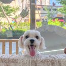 COMER COTTE 이미지