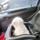 엘케이동물병원 이미지