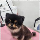 오늘도 예쁘개 | 애견돌봄 마산합포구 애견미용의 새로운 발견, 오늘도예쁘개 후기