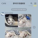 몽마르뜨 동물병원 이미지