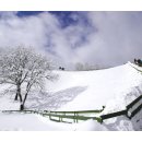 하이얀목장 이미지