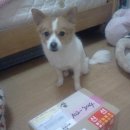 아이라이크펫 이미지