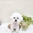 라이크테테 이미지