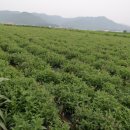 그림농장 이미지