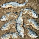 굴비(屈非)이야기