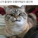 조랭이떡 고양이짤의 주인공인 Loki가 어제 무지개다리를 건넜대.. 이미지