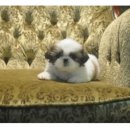 이리오개 이미지