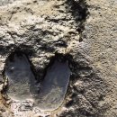 제주 사람발자국과 동물발자국 화석산지 이미지