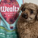 마리독 | 강아지 사료 추천 / 프리미엄 생육 사료 웰츠 독 어덜트 급여 후기