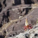 둥근바위솔 Orostachys malacophylla (Pall.) Fisch. 이미지