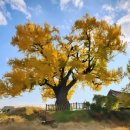 홍산객사 은행나무 이미지