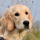 대한리트리버 이미지