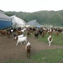 천우축사 이미지