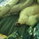 송도멍멍이발소 이미지