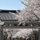구암동315 | 마산벚꽃 국립315민주묘지 사람없는숨겨진꽃명소 진짜이쁨 왕추천