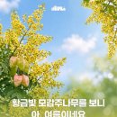 완도 대문리 모감주나무군락 | 우리나라 천연기념물로 지정된 모감주나무 군락지 3곳