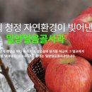 얼음골사과