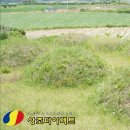 상조다이렉트