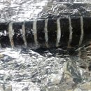 오씨네유부김밥 네이버블로그