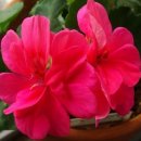 제라늄/Pelargonium inquinans Aiton 이미지