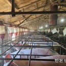 홍천군농업기술센터미생물센터 이미지