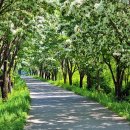 이팝나무길 이미지