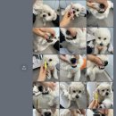 도기크루 이미지