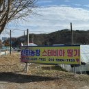 희수농장 | [김길동On]고복저수지 딸기 농장 신화농장 딸기 구매 후기