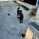 한국한우 이미지