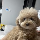 댕댕월드&퍼피 이미지